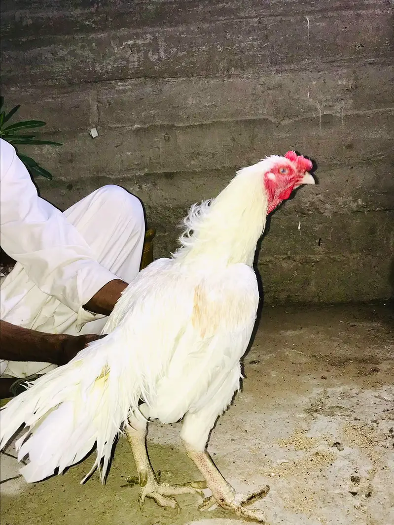 healthy active heera aseel pair fazool log na rbta kary — photo 2