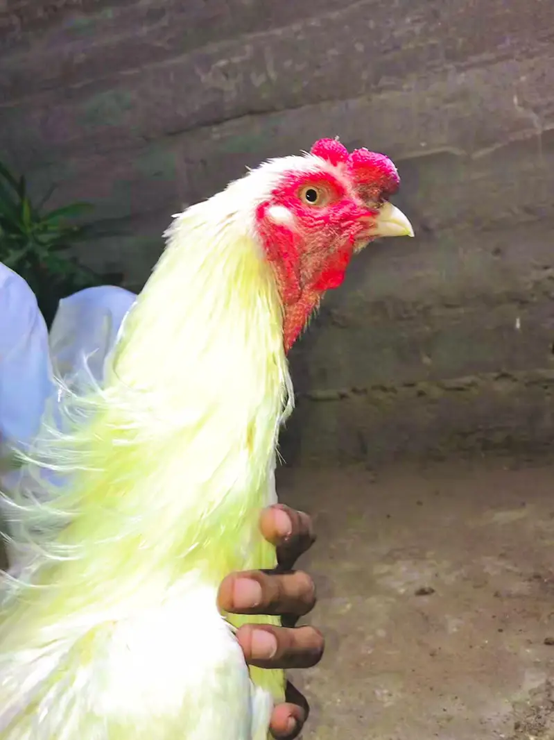 healthy active heera aseel pair fazool log na rbta kary — photo 3