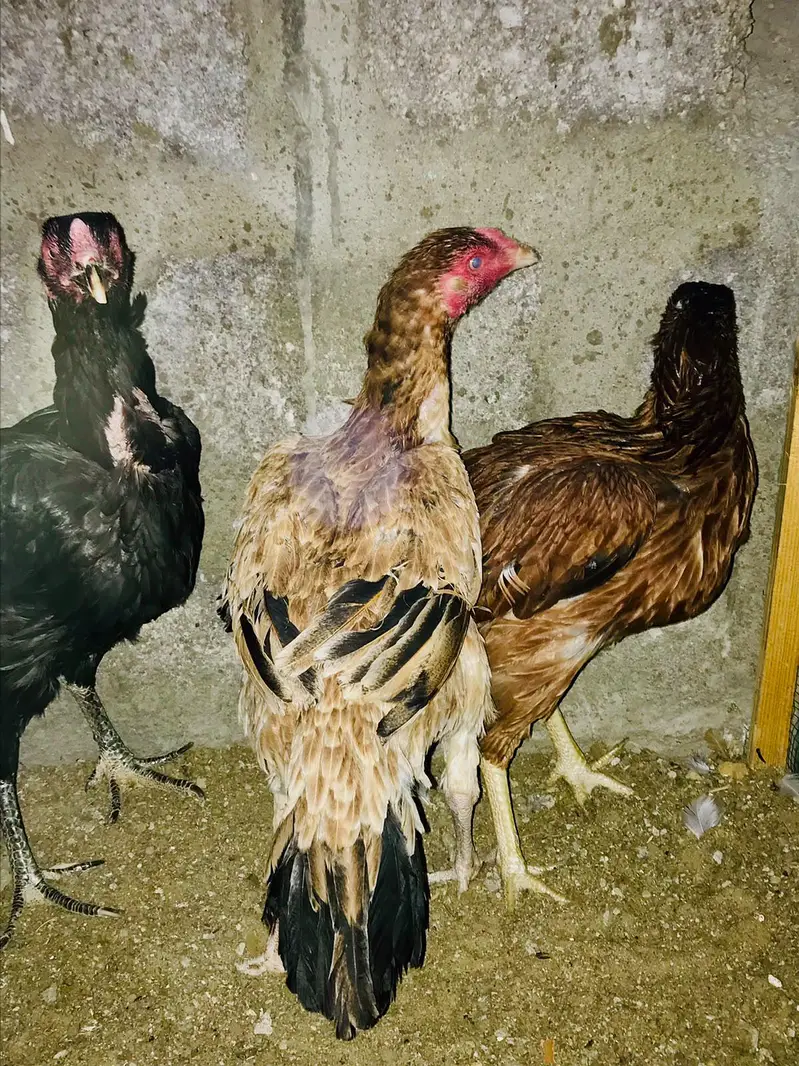 healthy active heera aseel pair fazool log na rbta kary — photo 4