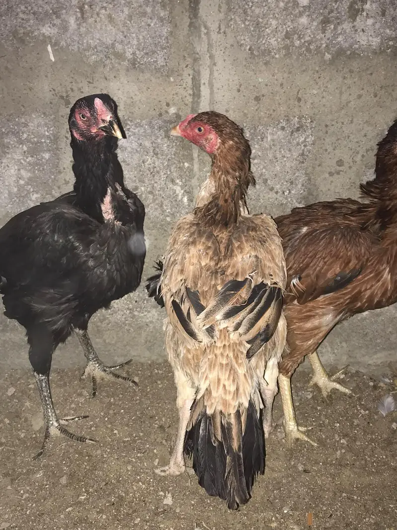 healthy active heera aseel pair fazool log na rbta kary — photo 5