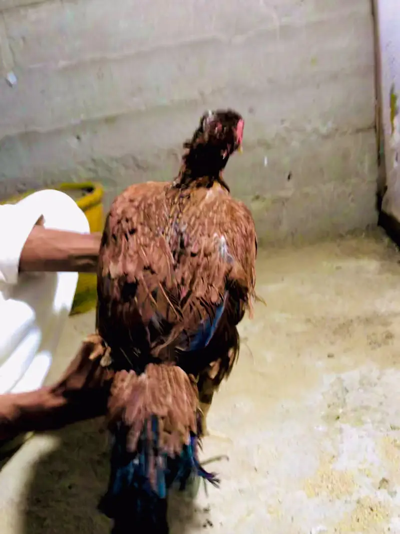 healthy active heera aseel pair fazool log na rbta kary — photo 6