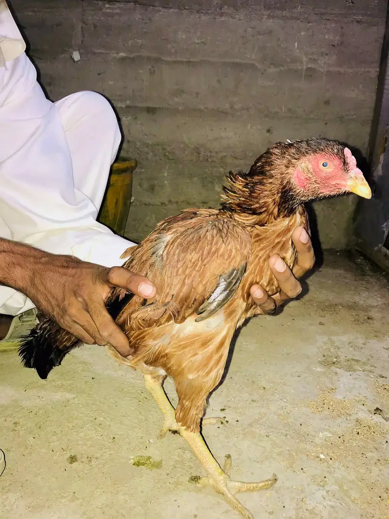healthy active heera aseel pair fazool log na rbta kary — photo 7