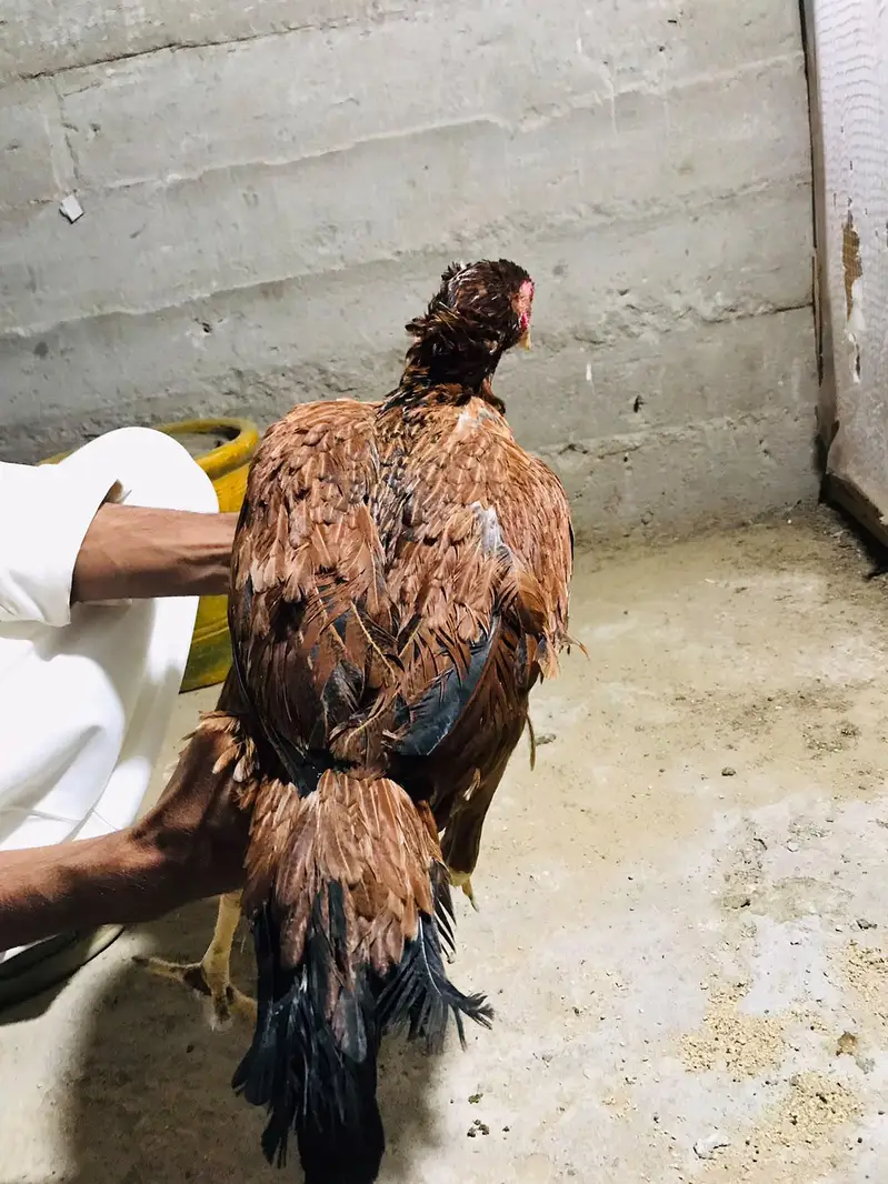 healthy active heera aseel pair fazool log na rbta kary — photo 8