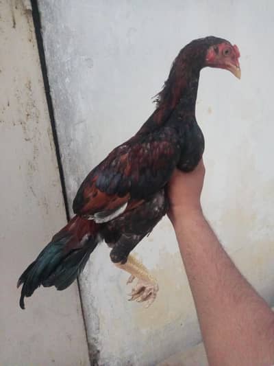 lakha pair