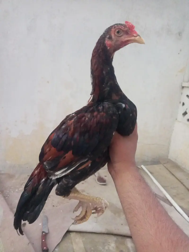 lakha pair — photo 2