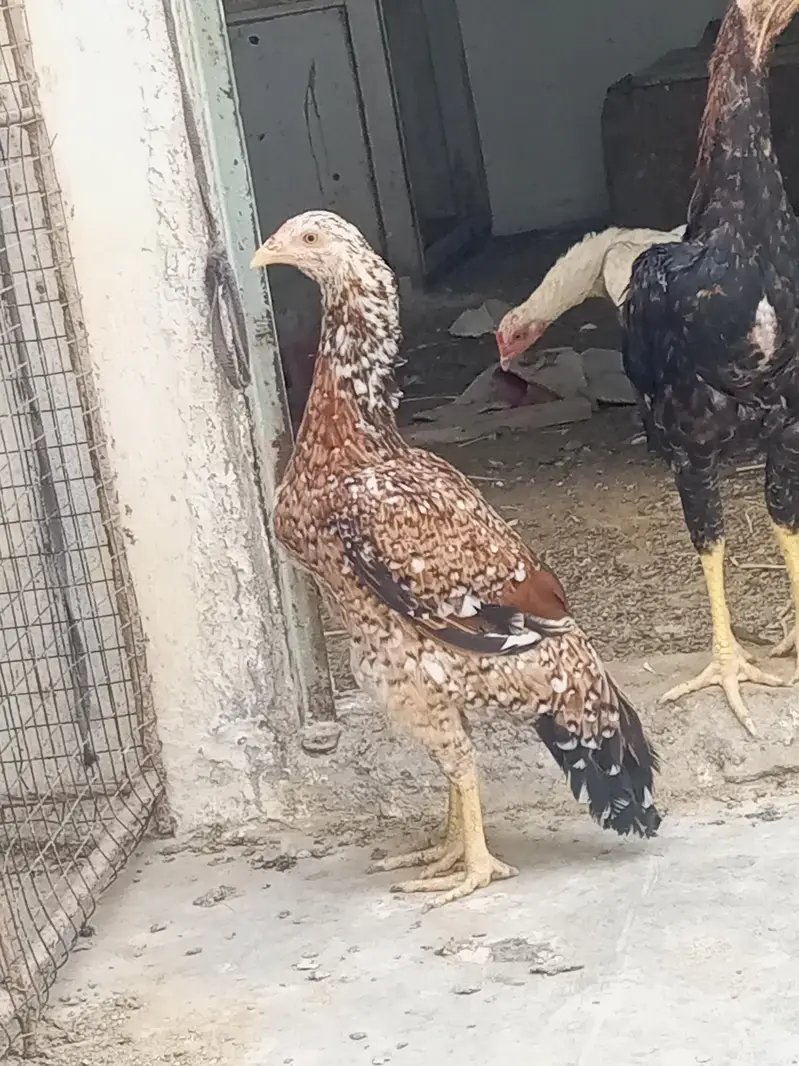 lakha pair — photo 3