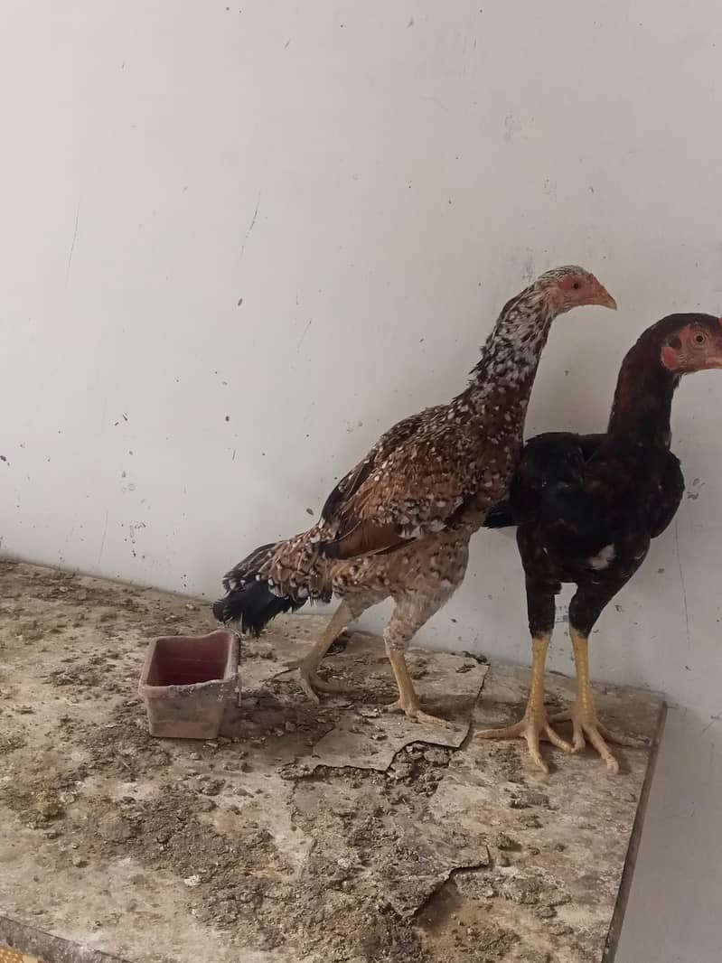 lakha pair 3