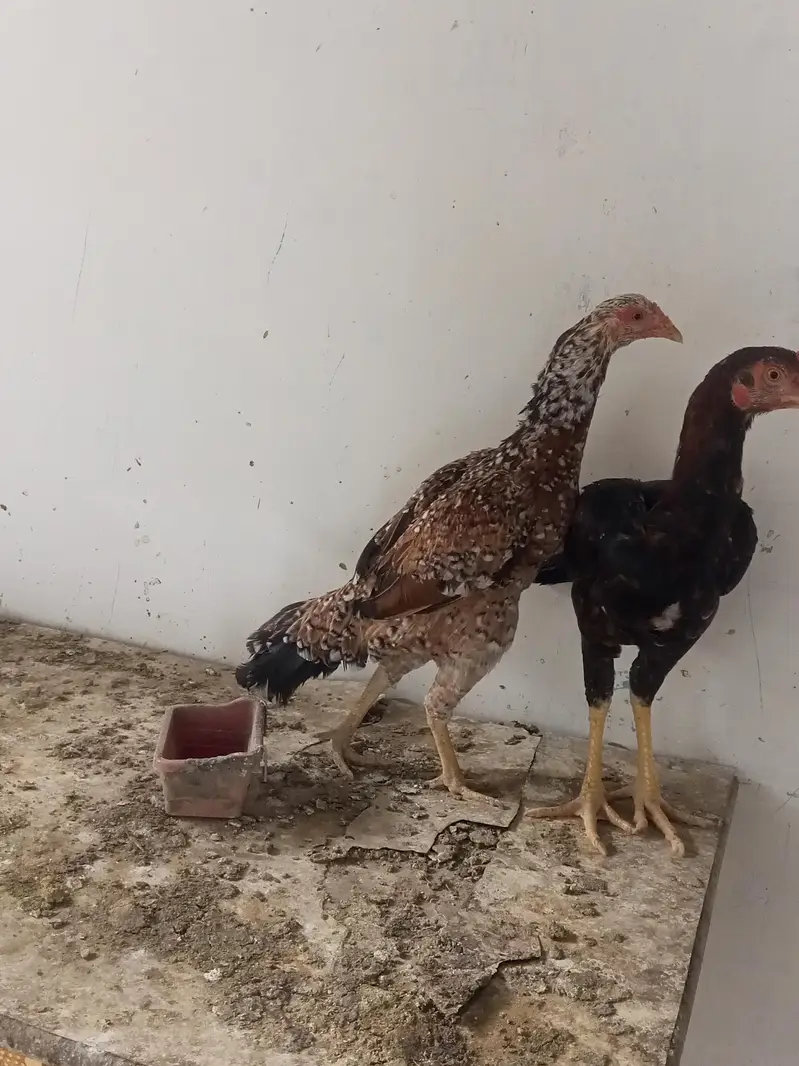 lakha pair — photo 4