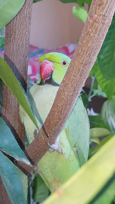 Parrot for sell