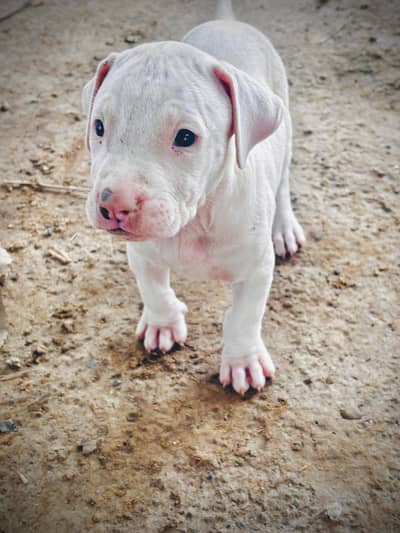 Gullterrier Dog Puppy male 55 days old