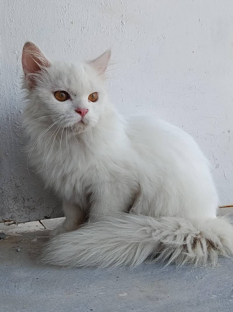 White cat 0