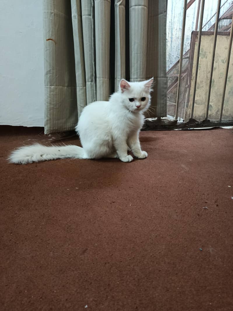 White cat 1