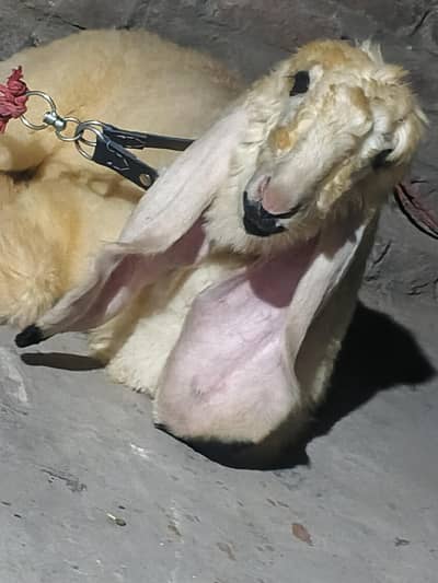kajli bhaer