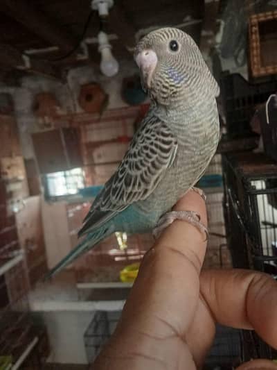 black face 100// possible hogo possible black wing alipur chatha