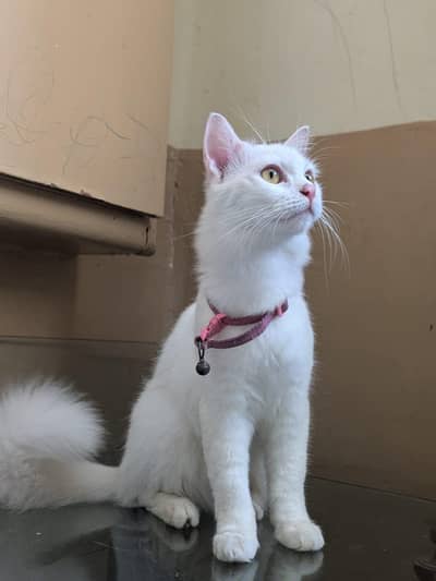 Beautiful white percian cat with golden eye.