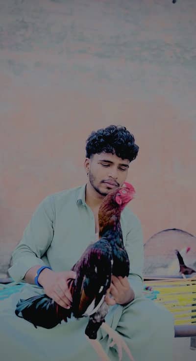 Assel/murga /high qulaity Murga ha / chros nali ma Murga ha
