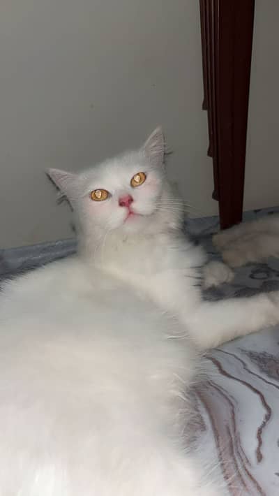 Beautiful and healthy cat for sale