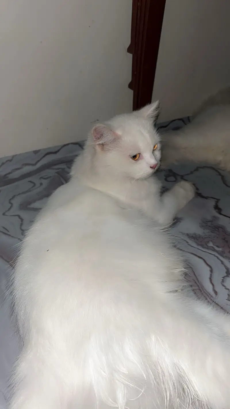Beautiful and healthy cat for sale — photo 2