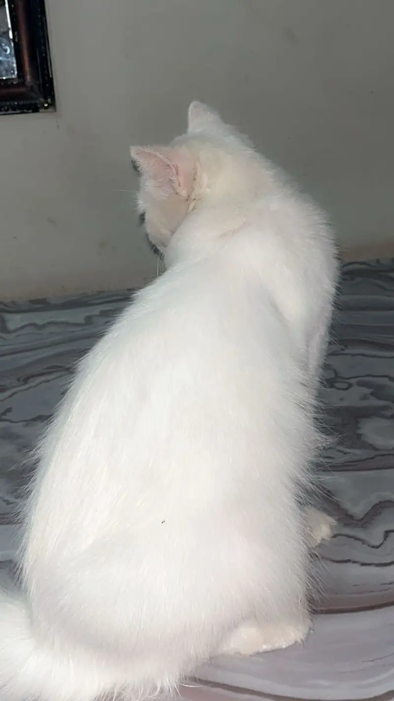 Beautiful and healthy cat for sale — photo 3