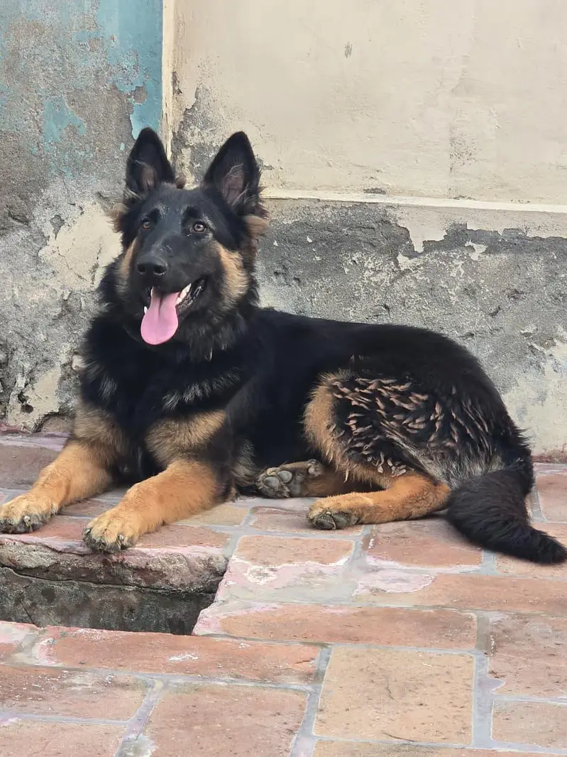 Urgent Sale — photo 2