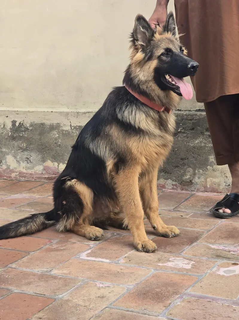 Urgent Sale — photo 3