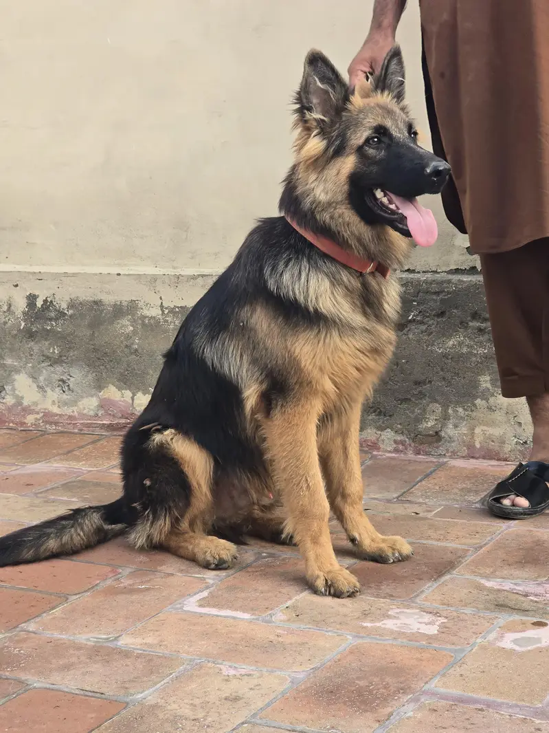 Urgent Sale — photo 4