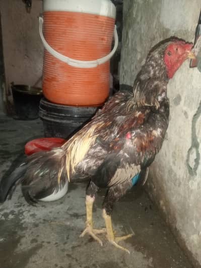 healthy roster for sale