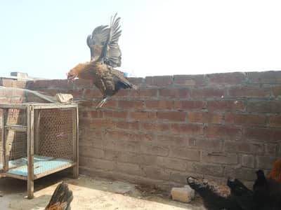 Desi Hen