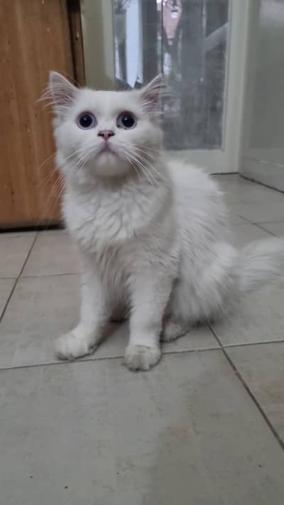 very naughty cat
