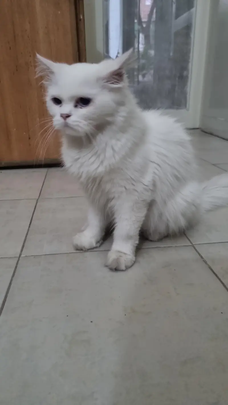 very naughty cat — photo 2
