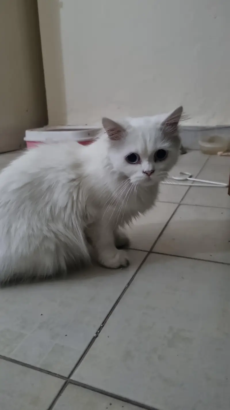 very naughty cat — photo 3
