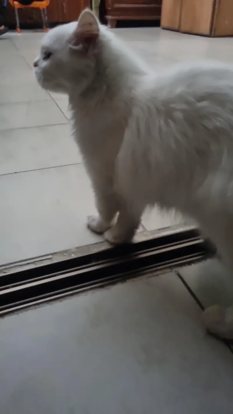very naughty cat — photo 4