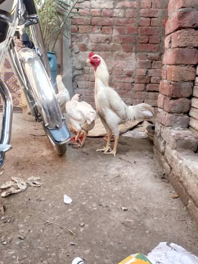 white shamo