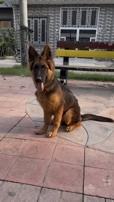 German shepherd