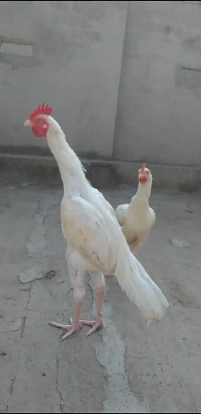 Bengum aseel pair for sale