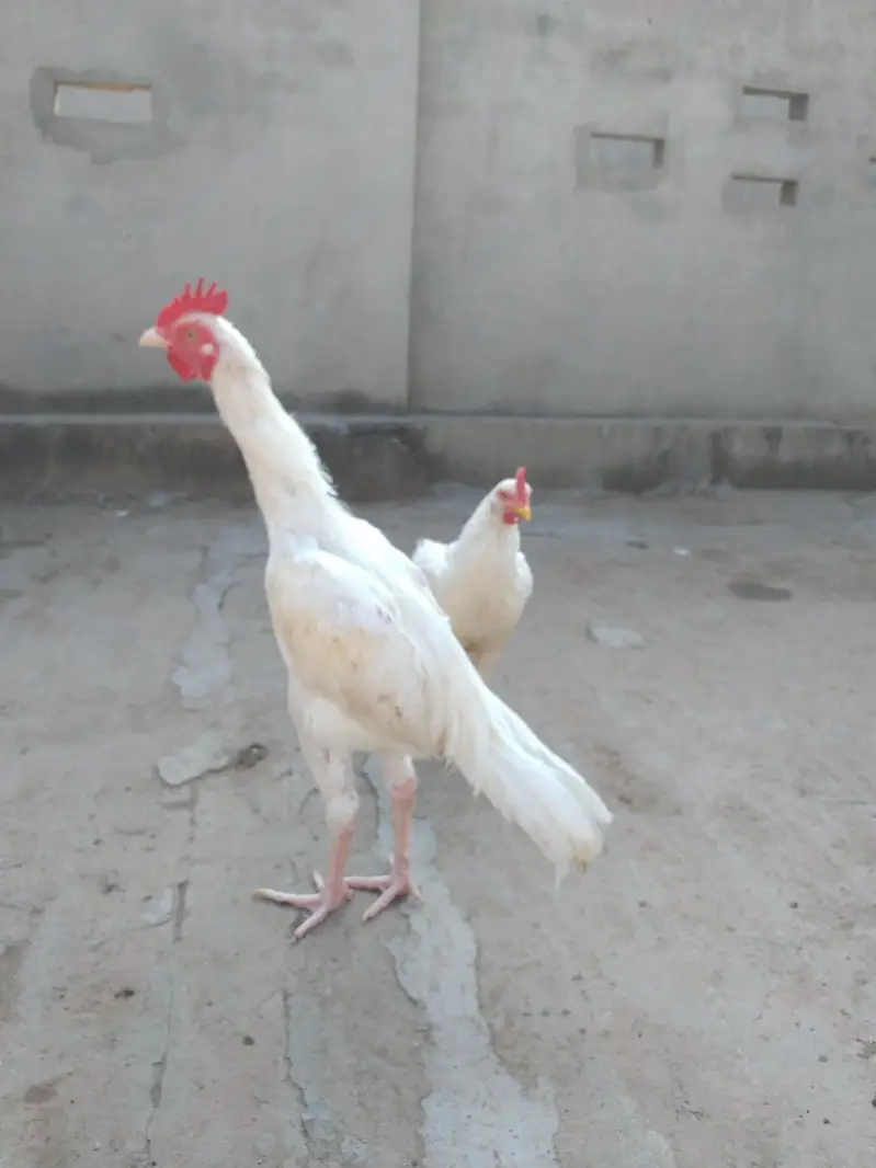 Bengum aseel pair for sale — photo 2