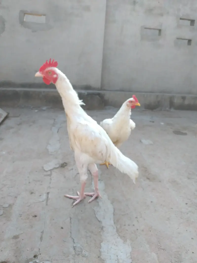 Bengum aseel pair for sale — photo 3
