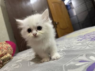 Persian kiiten