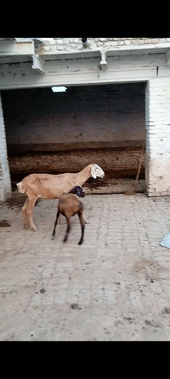 sheep 1