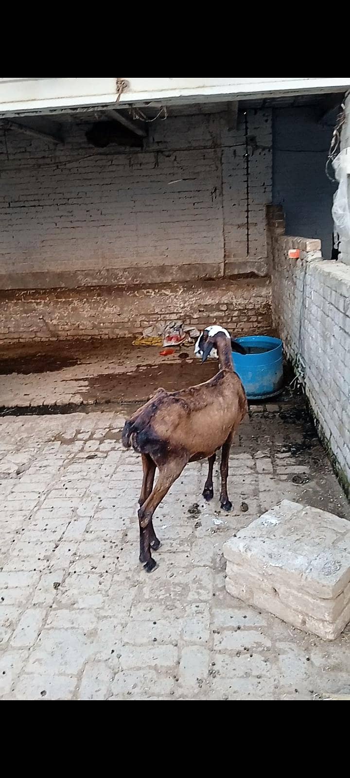 sheep 2
