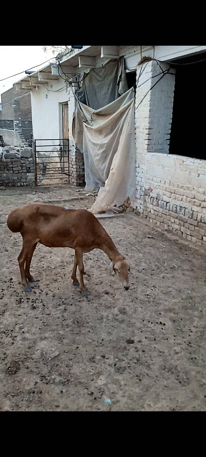 sheep 3
