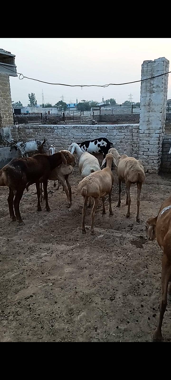 sheep 5