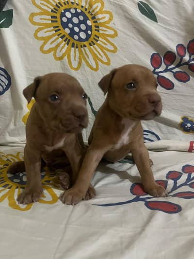 pitbull for sale.