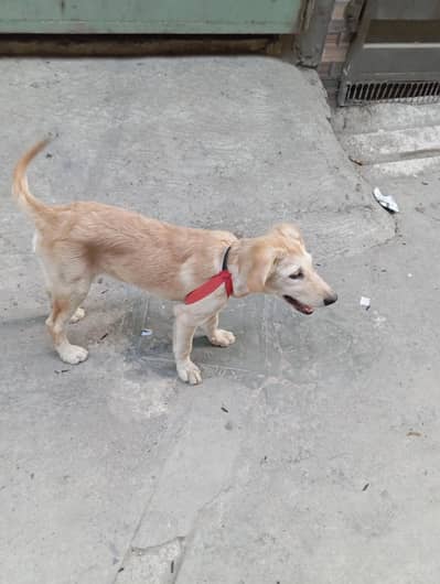 golden retriever