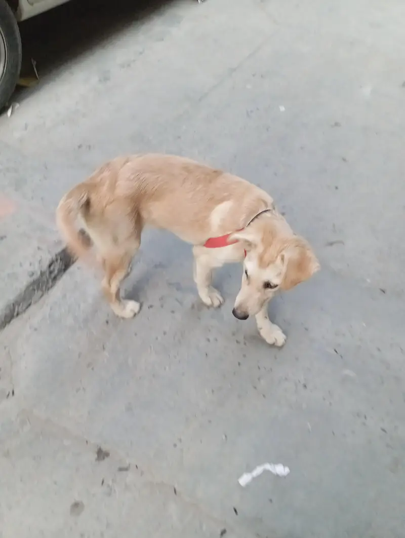 golden retriever — photo 2