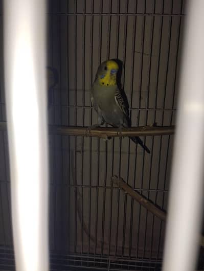 1 male bagies parrot for sale