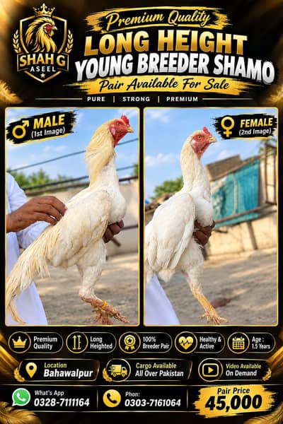 premium quality log heighted young shamo breeder pair available