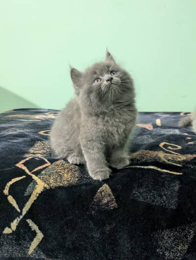 Grey Persian kitten, 2 months old, Vaccinated