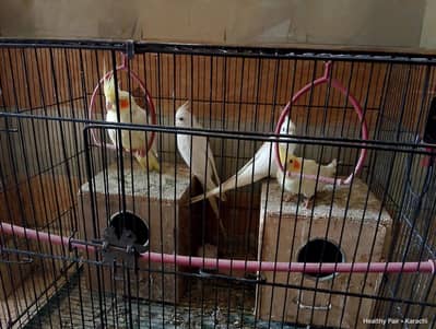 Cockatiel 2 Pairs + Cage For Sale - White 15M Lutino 12Mnth -