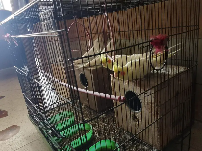 Cockatiel 2 Pairs + Cage For Sale - White 15M Lutino 12Mnth - — photo 2
